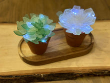 Hammer @ Home - Seaglass Succulent Take Home Kit